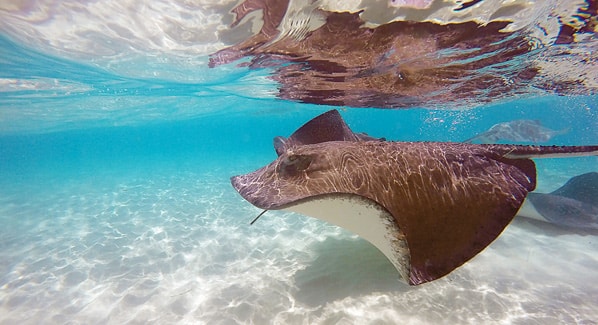 Stingrays Turks & Caicos
