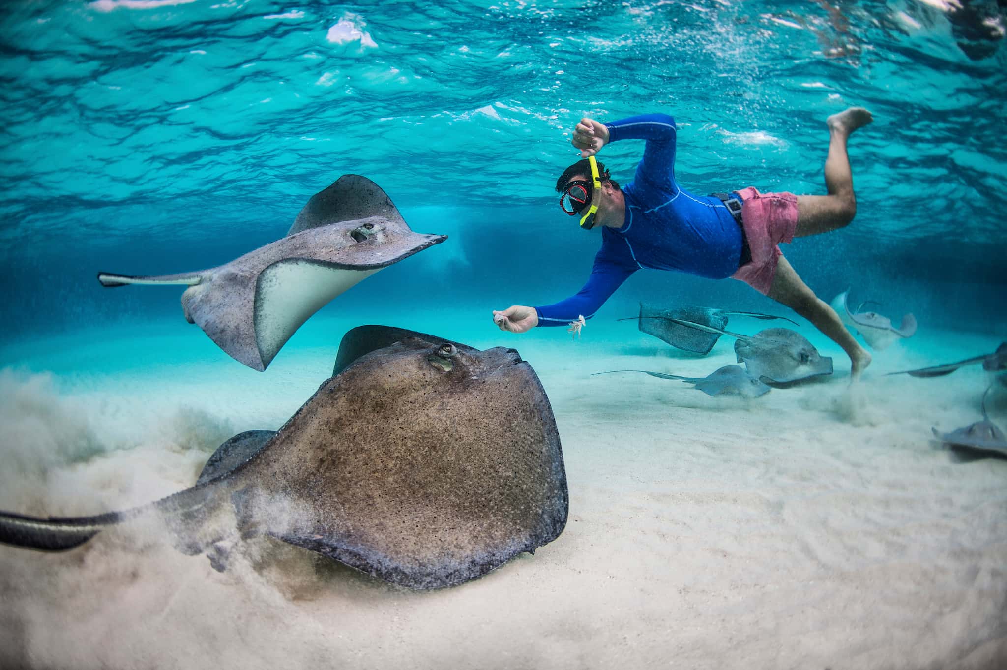 Cayman Stingrays