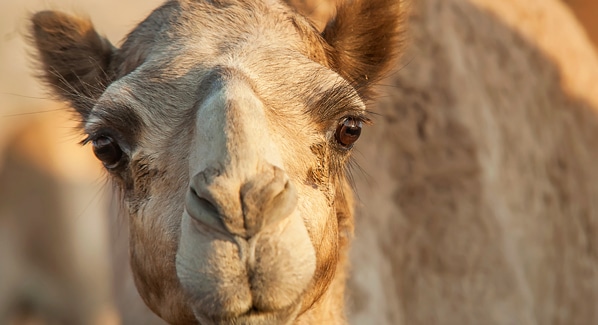 Camels in Jamaica