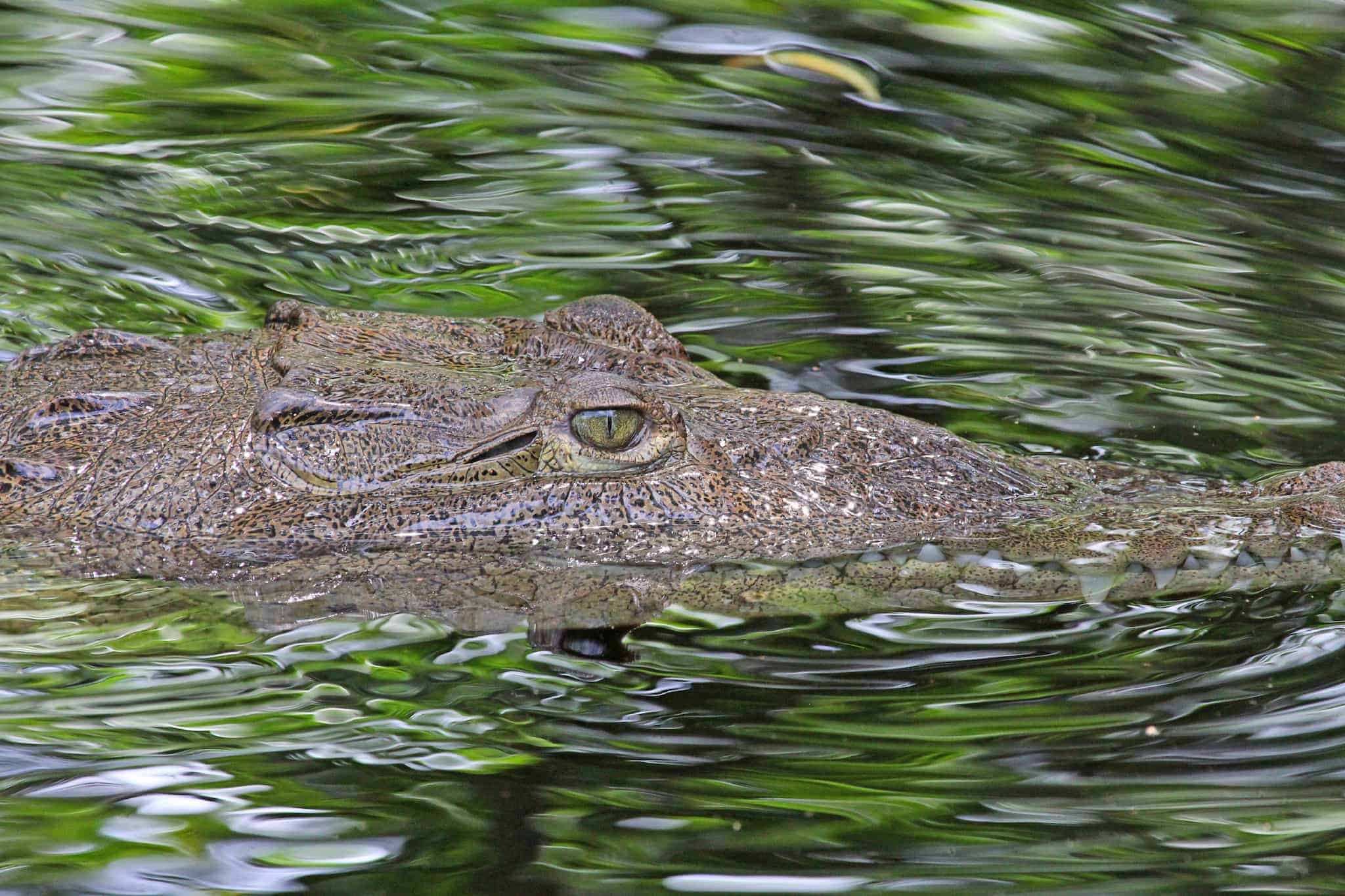 Jamaica Crocodile