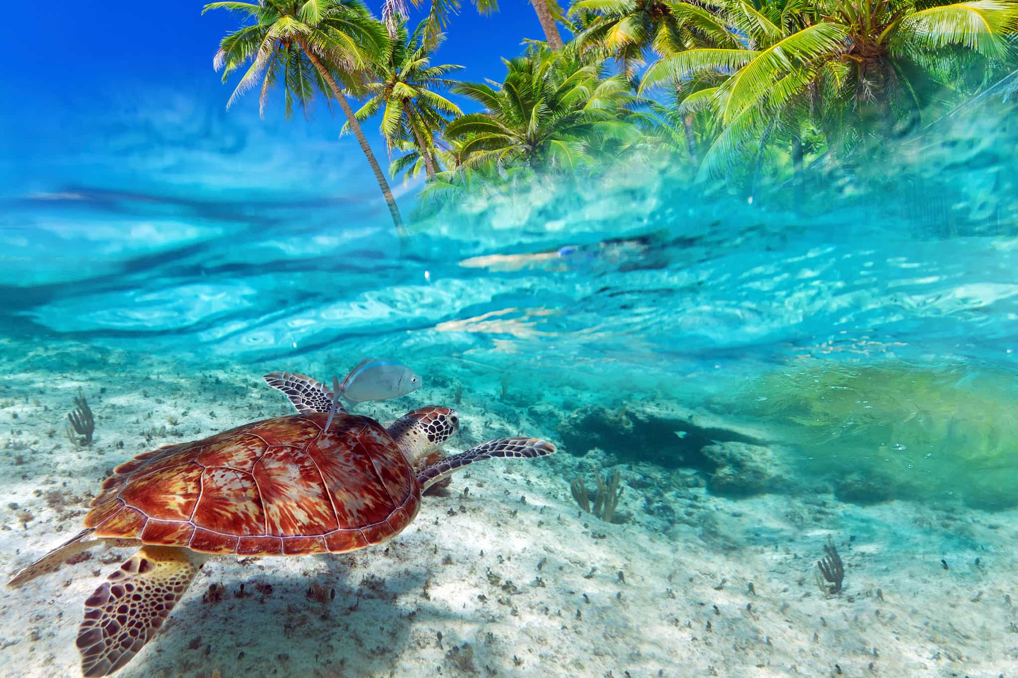 Playa Del Carmen Turtle