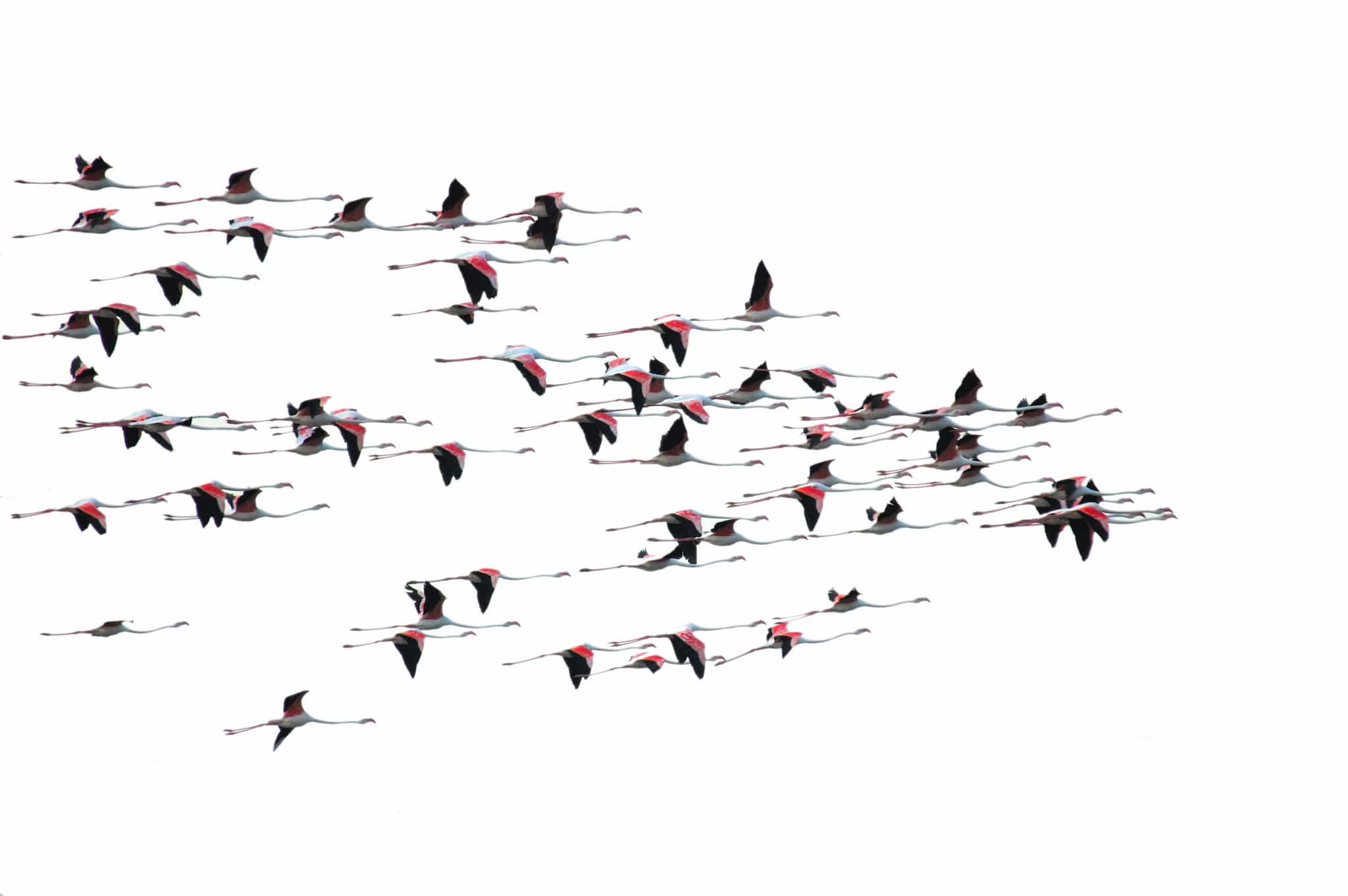 Caribbean Flamingos