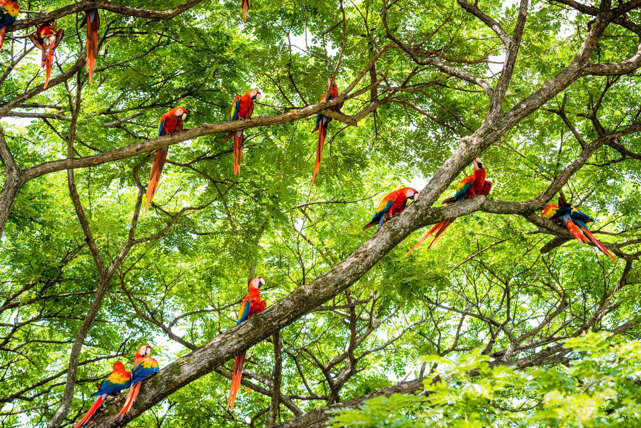 Costa Rica Macaws