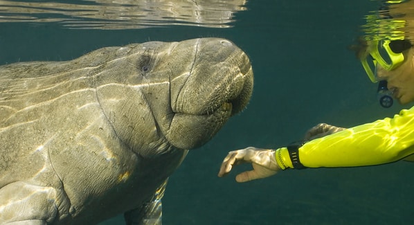 Manatee Caribbean