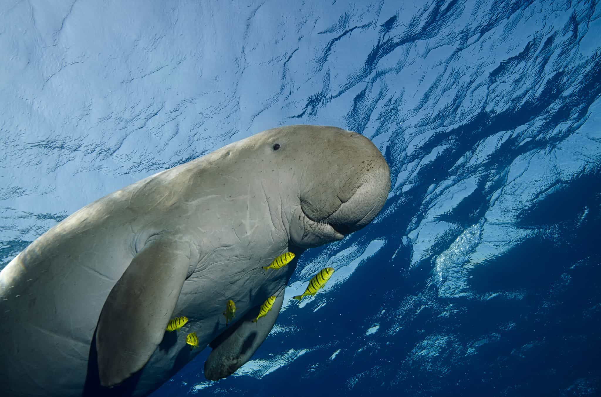 Manatees Caribbean