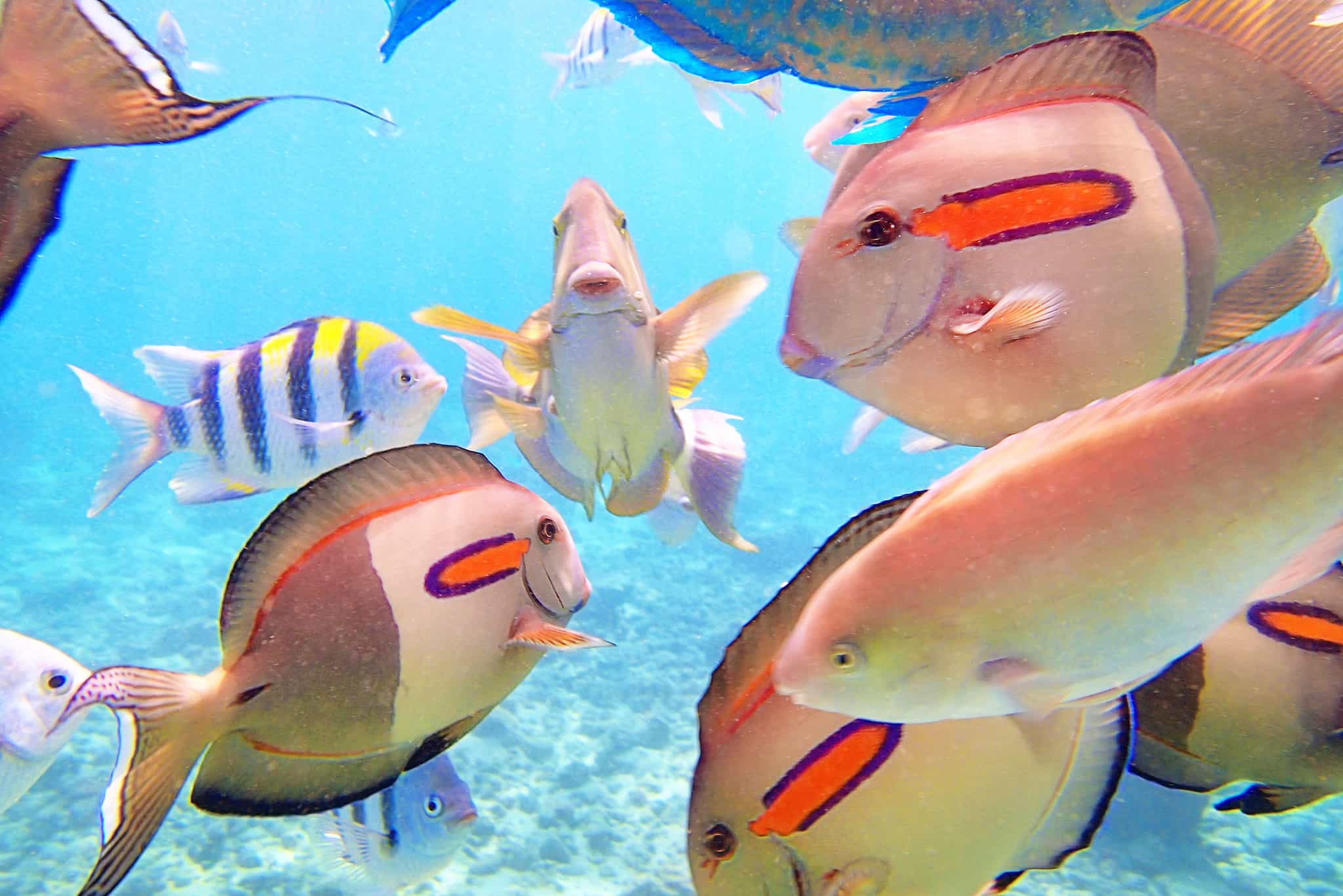 Kauai Reef Fish