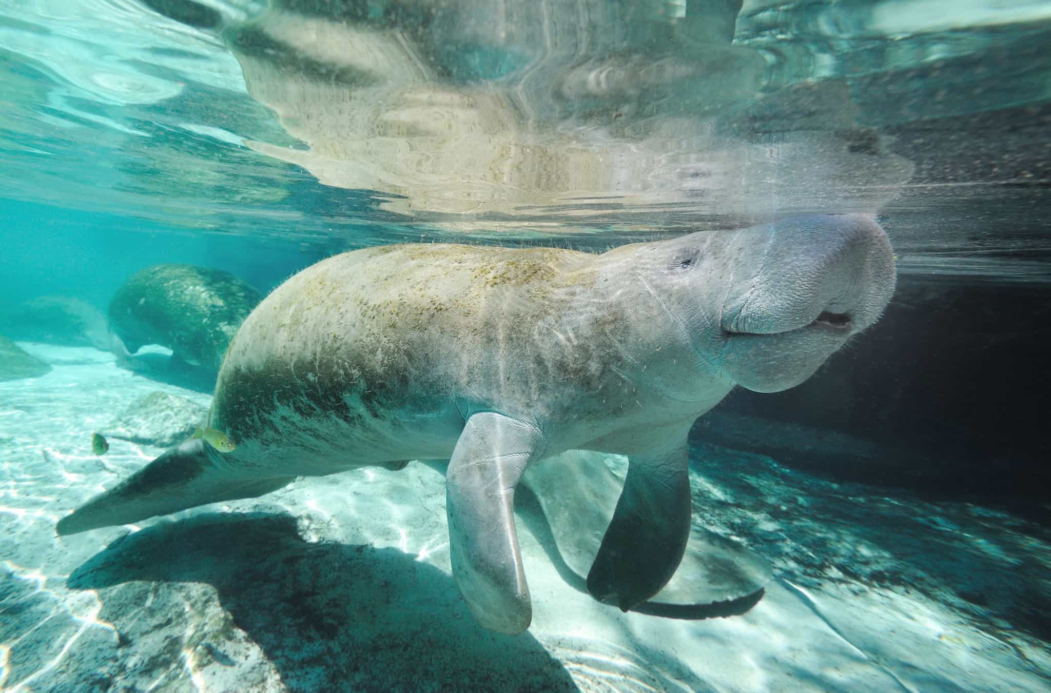 Florida Manatee