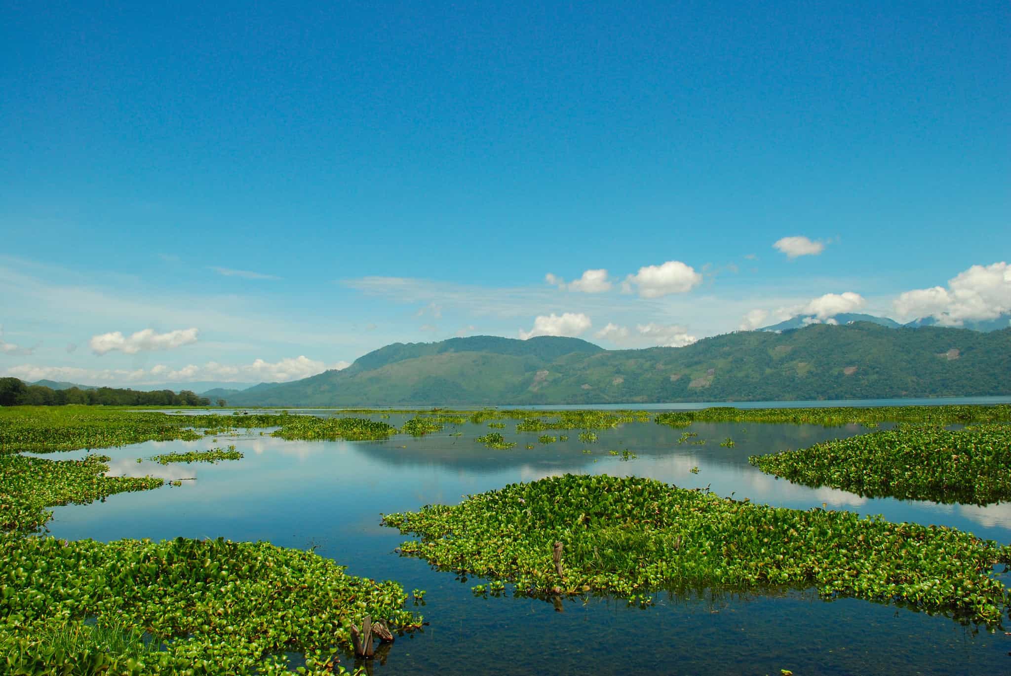 Honduras Lake Yojoa
