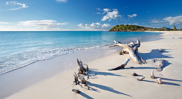 Antigua Beach Driftwood