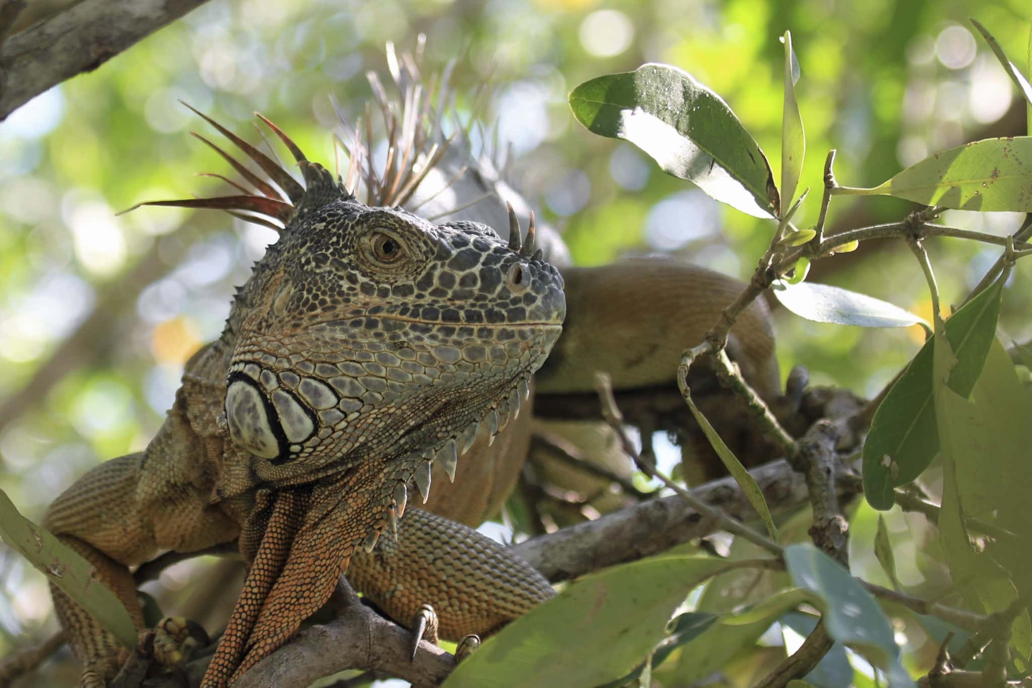 Iguana in Puerto Vallarta