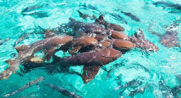 Belize Hol Chan Nurse Sharks