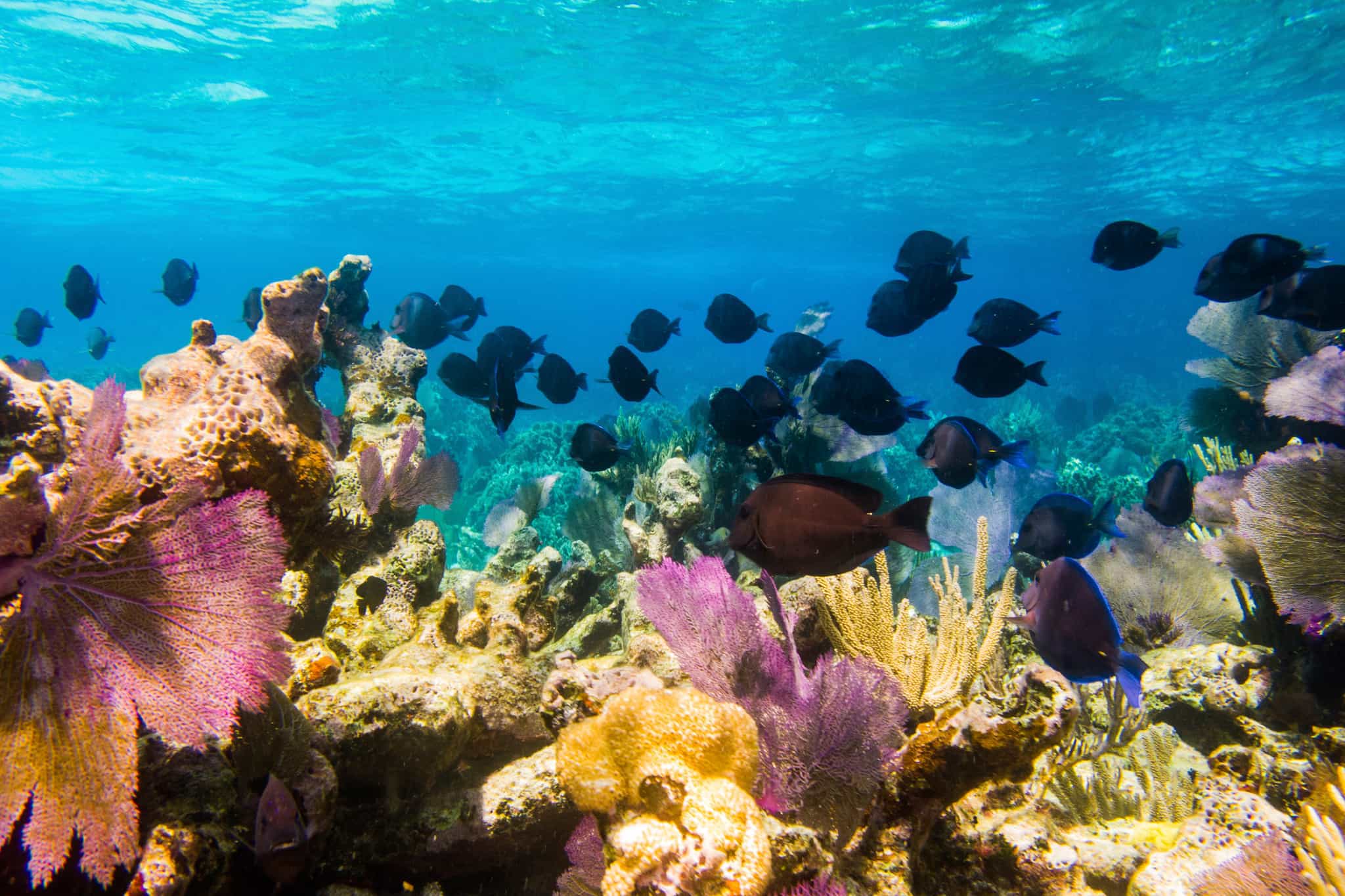 Belize Hol Chan Reef Scene