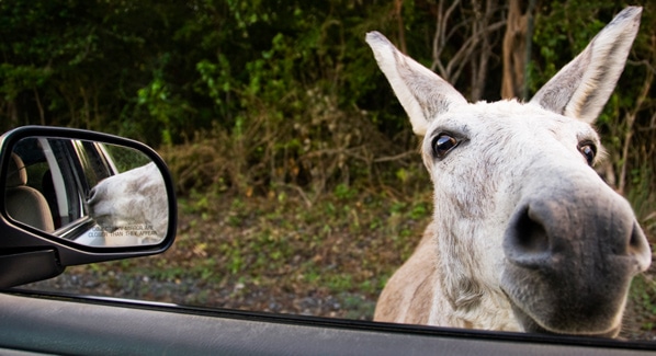 USVI Donkey St John