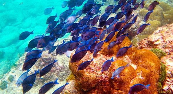 USVI Tropical Fish