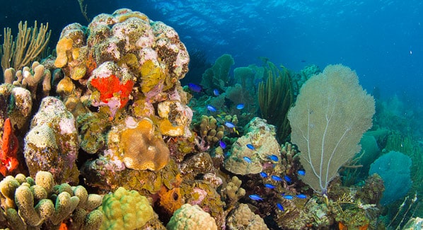 Underwater BVI