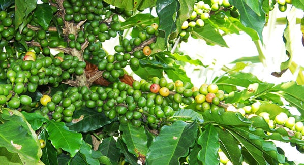 Cuba Coffee