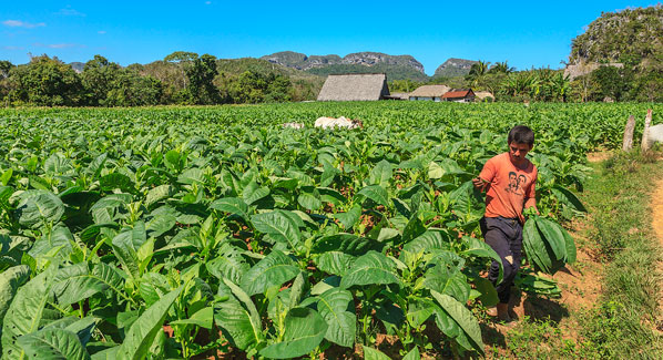 Valle de Vinales Cuba