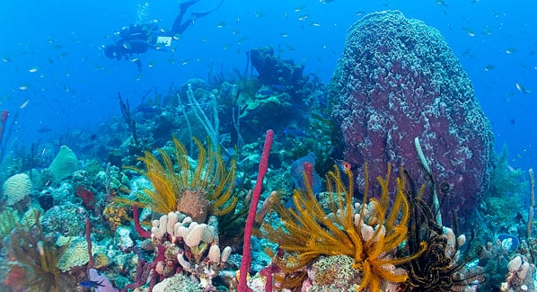 Dominica Diving