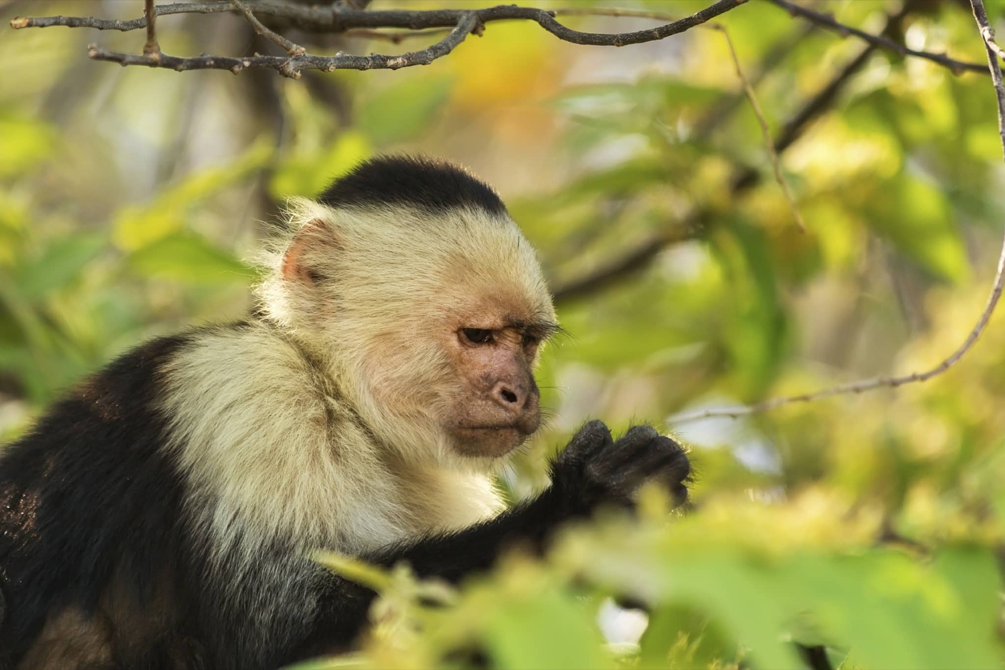 Costa Rica White Faced Capuchin Monkey