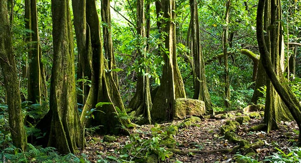 Banyan Trees Tahiti