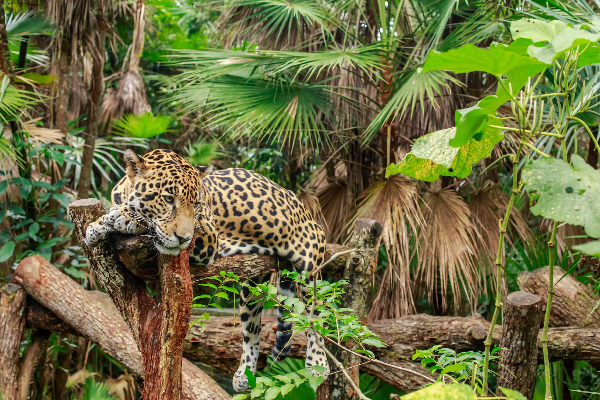 Belize Jaguar