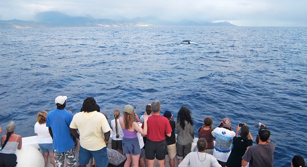 Dominica Whale Watching From Boat