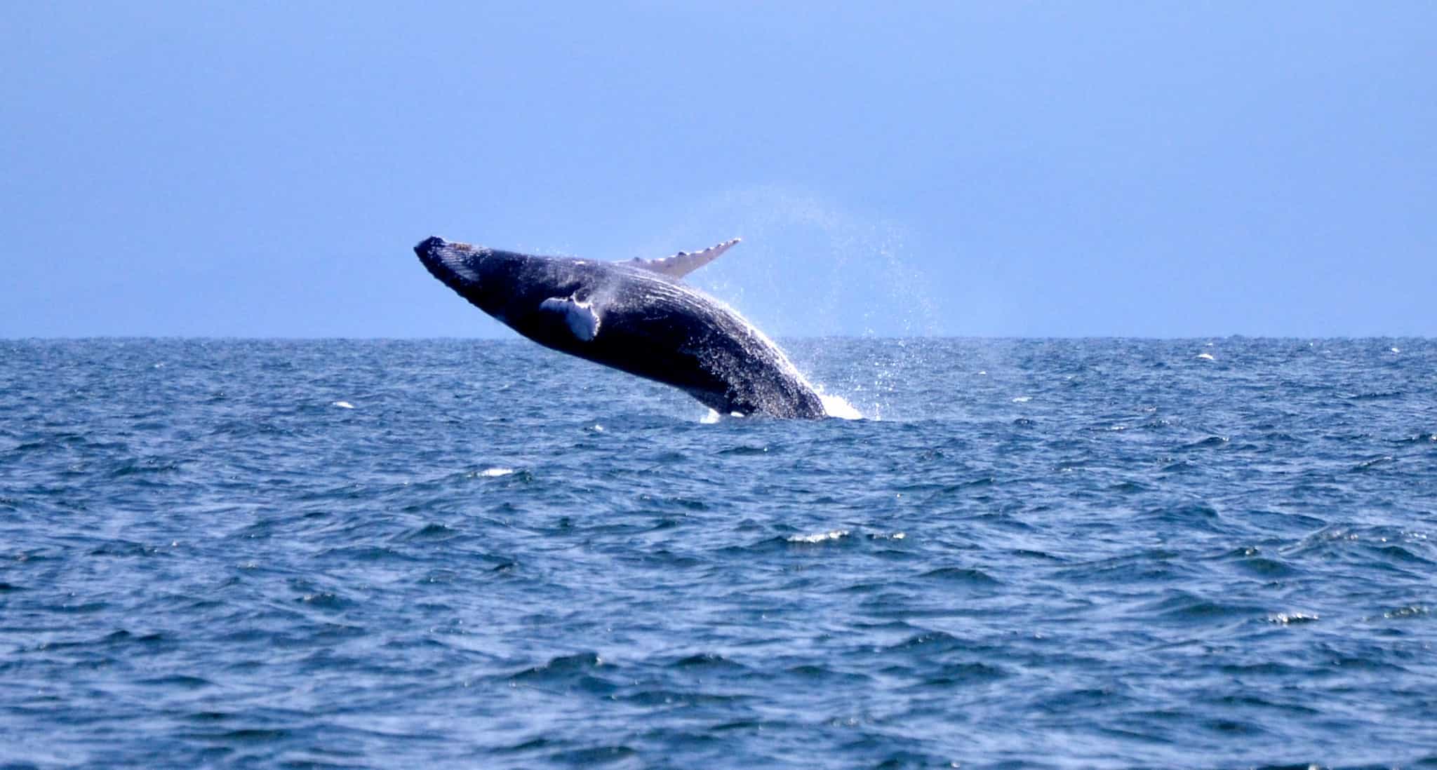 Dominican Republic Whale Breaching