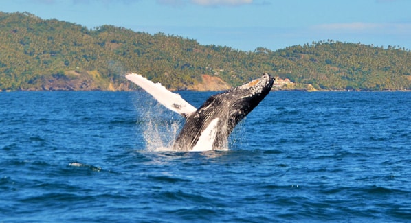 Dominican Whale