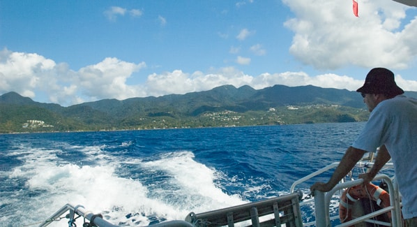 Guadeloupe Whale Watching