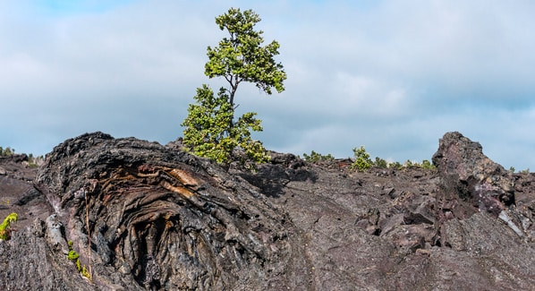 Tree Lava Big Island Hawaii