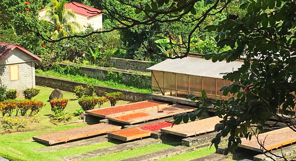 Grenada Belmont Estate