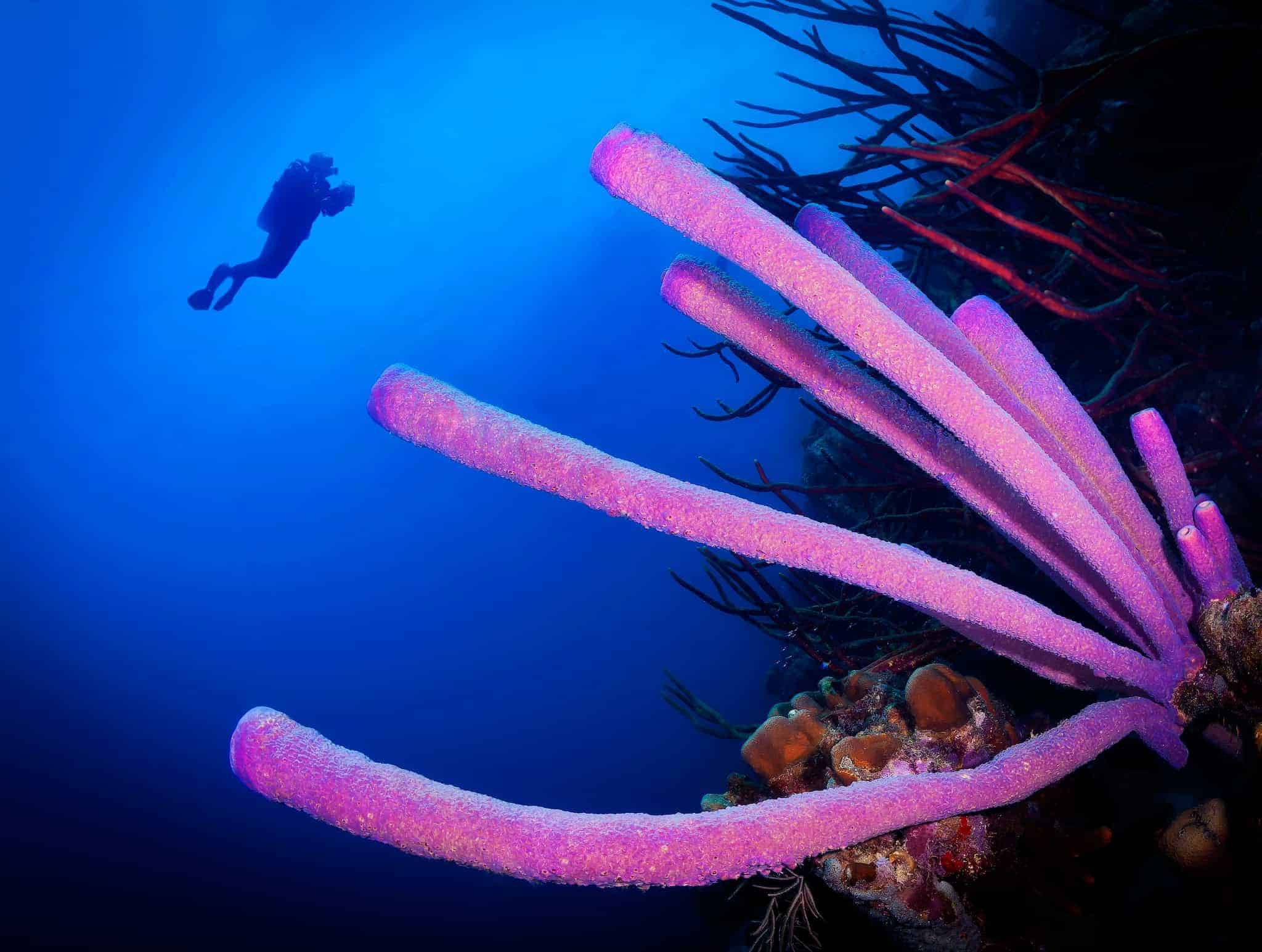 Bonaire Diving