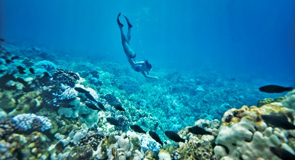 Big Island Hawaii Kealakekua Snorkeling