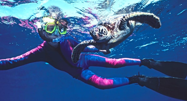 Hawaii Sea Turtle