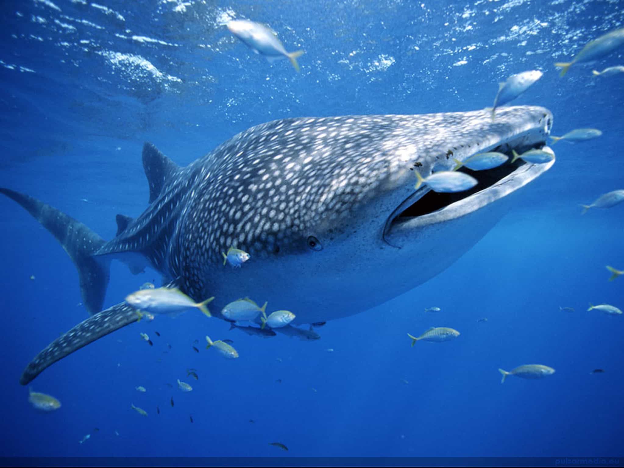 Whale Sharks Isla Contoy