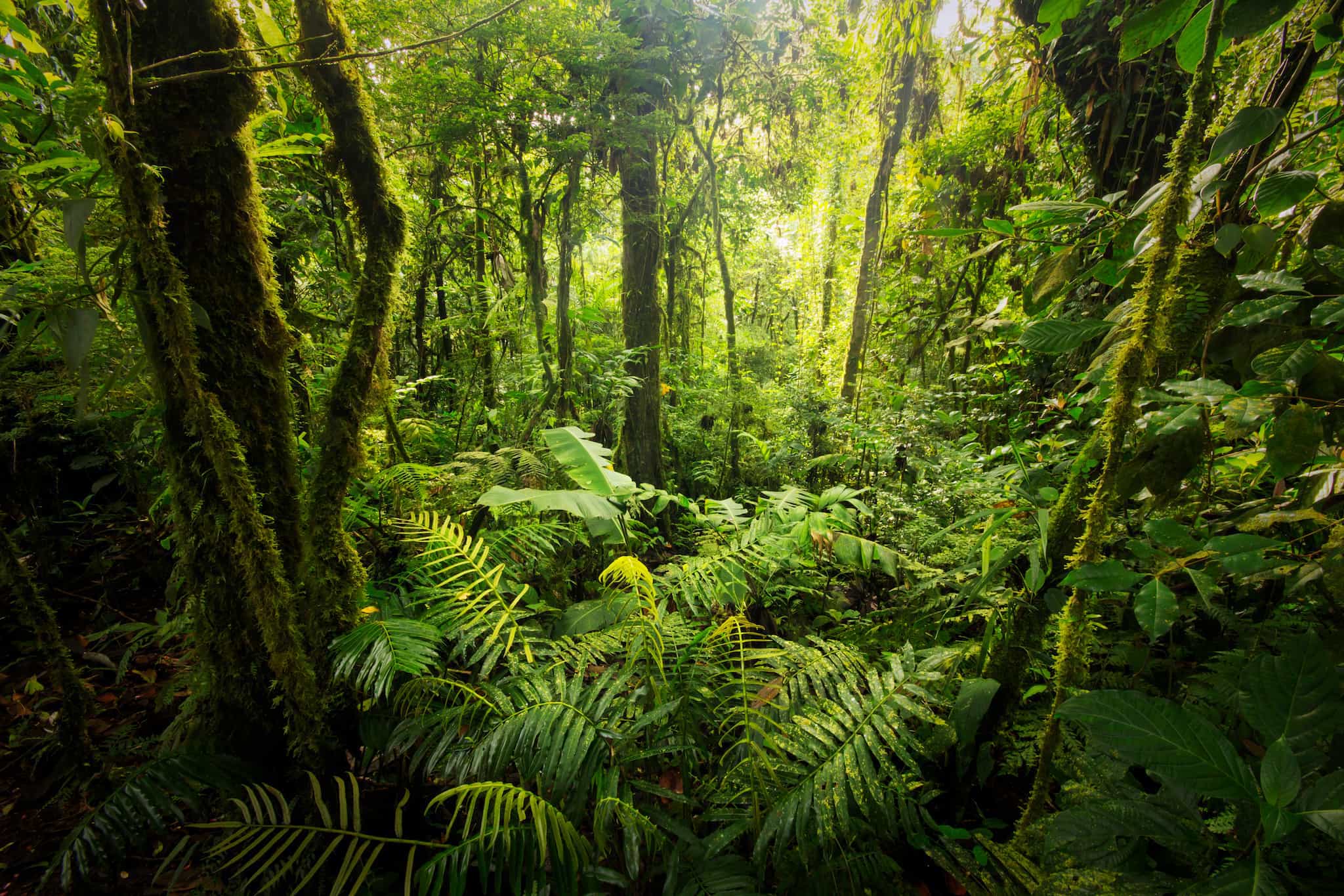 Costa Rica Rain Forest