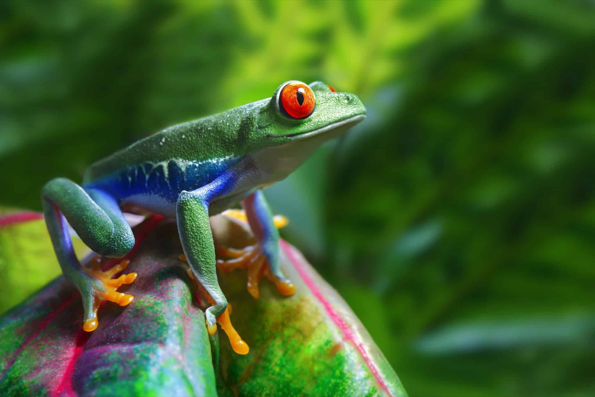Costa Rica Red Eyed Tree Frog