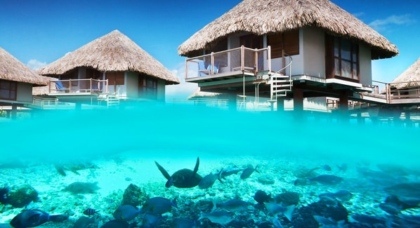 Sea Turtle Le Meridien Bora Bora