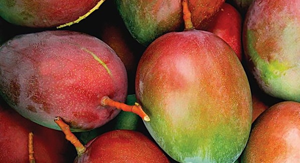 Ripe Mango