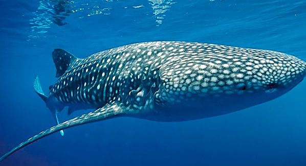 Whale Sharks Cancun