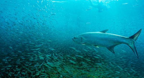 Cooper Island Snorkeling