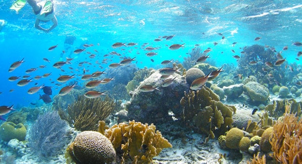 Bonaire Reef