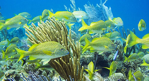 Cuba Reefs
