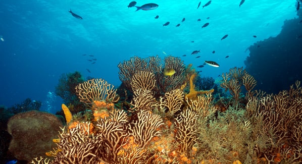 Cozumel Reef