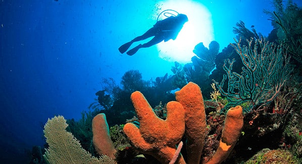 Turqoise Bay Honduras