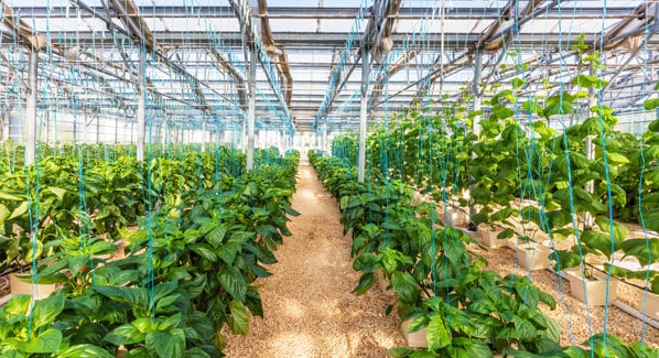 Anguilla Greenhouse