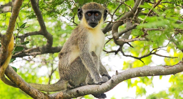 Nevis Monkey