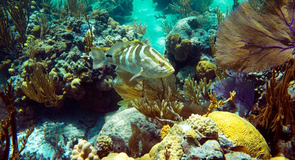 Out Islands Exumas Reef