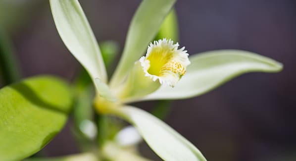 Raiatea Vanilla Flower