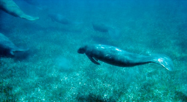 Belize Manatees
